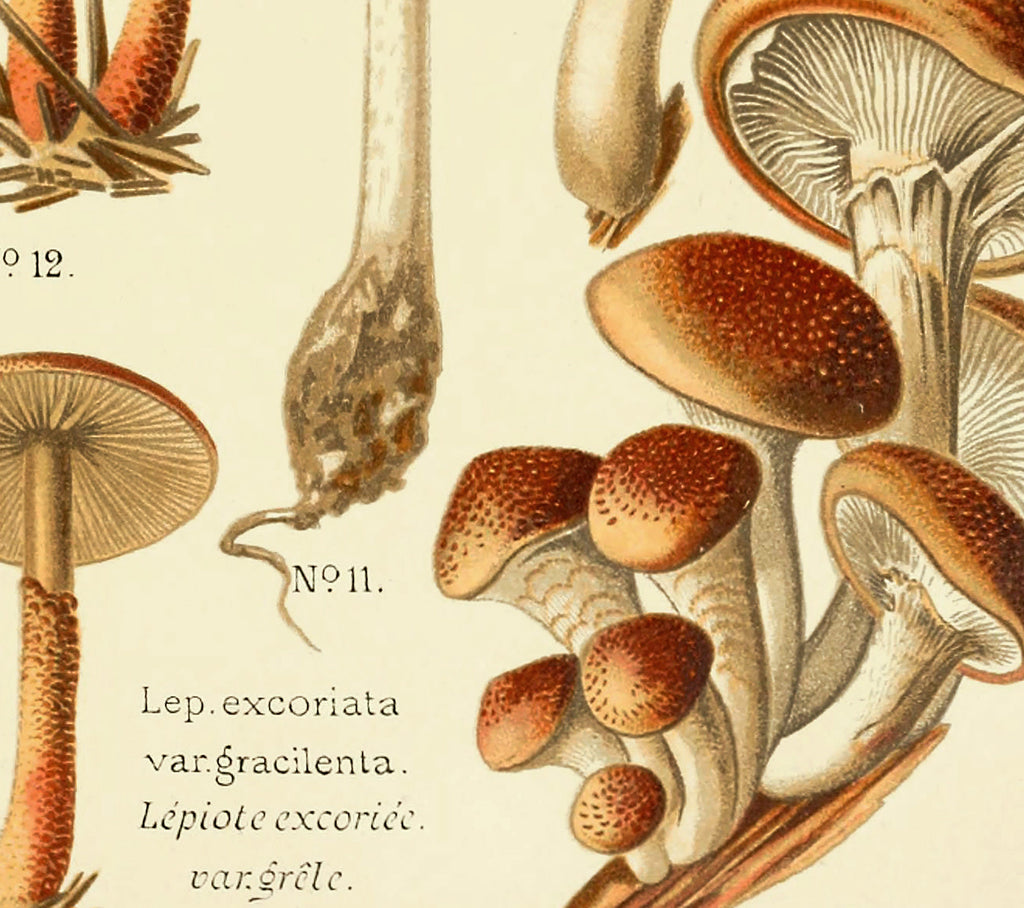 Dufour Champignons Plate 5 Vintage Mushroom Print Antique Plant Drawings Ready to Hang cheapest Kitchen Art Decor Canvas Scroll