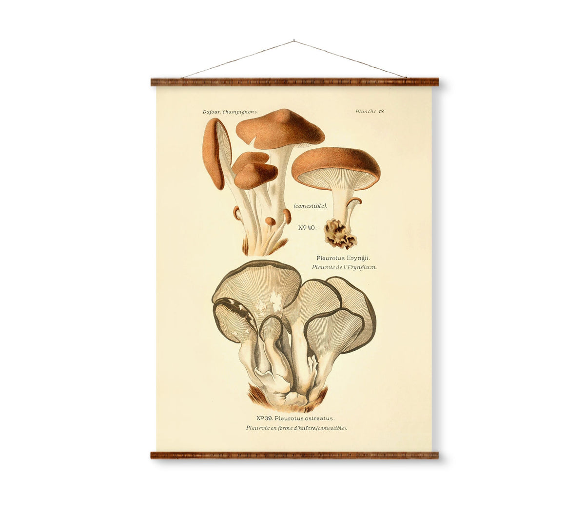 Dufour Champignons Plate 5 Vintage Mushroom Print Antique Plant Drawings Ready to Hang Kitchen Art store Decor Canvas Scroll