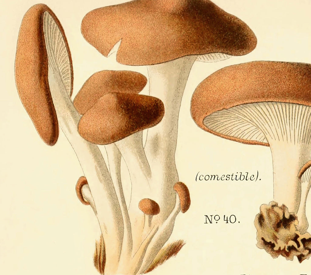 Dufour Champignons Plate 5 Vintage Mushroom Print Antique Plant Drawings Ready to Hang Kitchen sold Art Decor Canvas Scroll